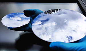 Das Forschungsteam des Fraunhofer ISE hat ein neues Verfahren entwickelt, um eine dünne Schicht InP auf GaAs-Substrate mit 100 und 150 mm Durchmesser aufzubringen.