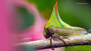 Buckelzirpe auf Blatt