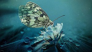 Schmetterling auf Blüte